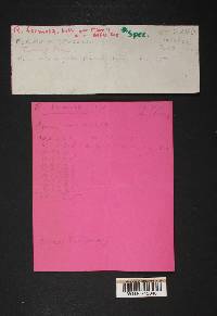 Ramaria formosa image