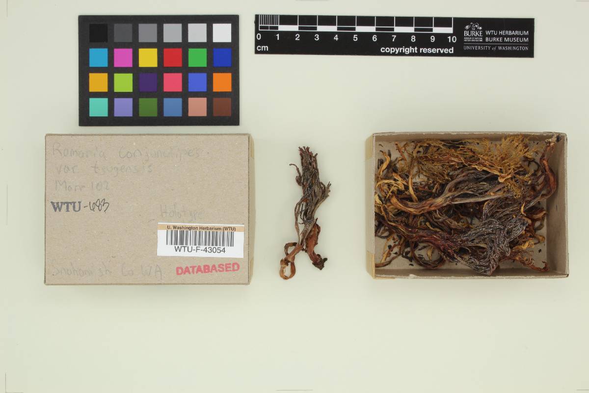 Ramaria conjunctipes var. tsugensis image