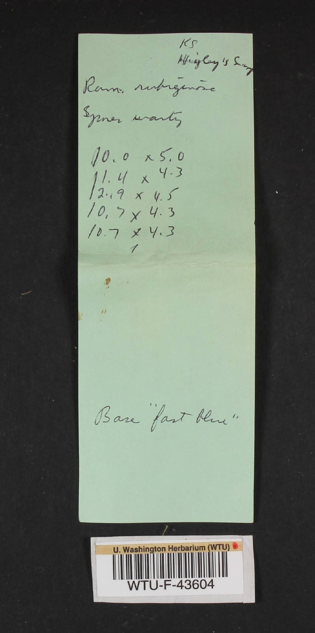 Ramaria rubiginosa image