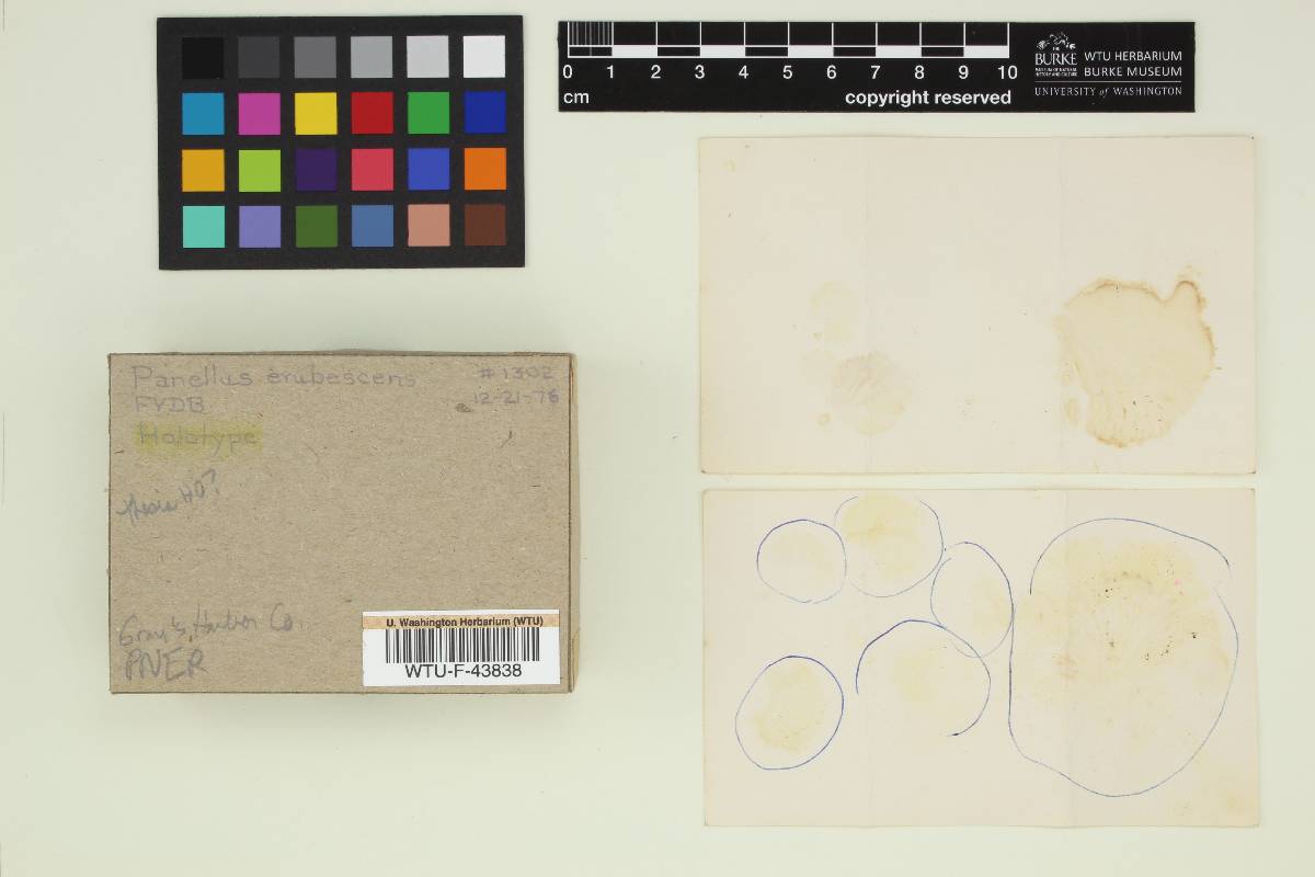 Panellus erubescens image