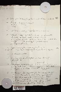 Amanita brunnescens image