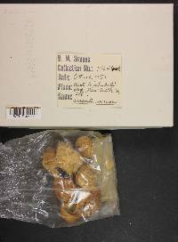 Amanita virosa image