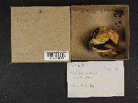 Boletus rubripes image