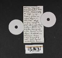 Amanita virosa image