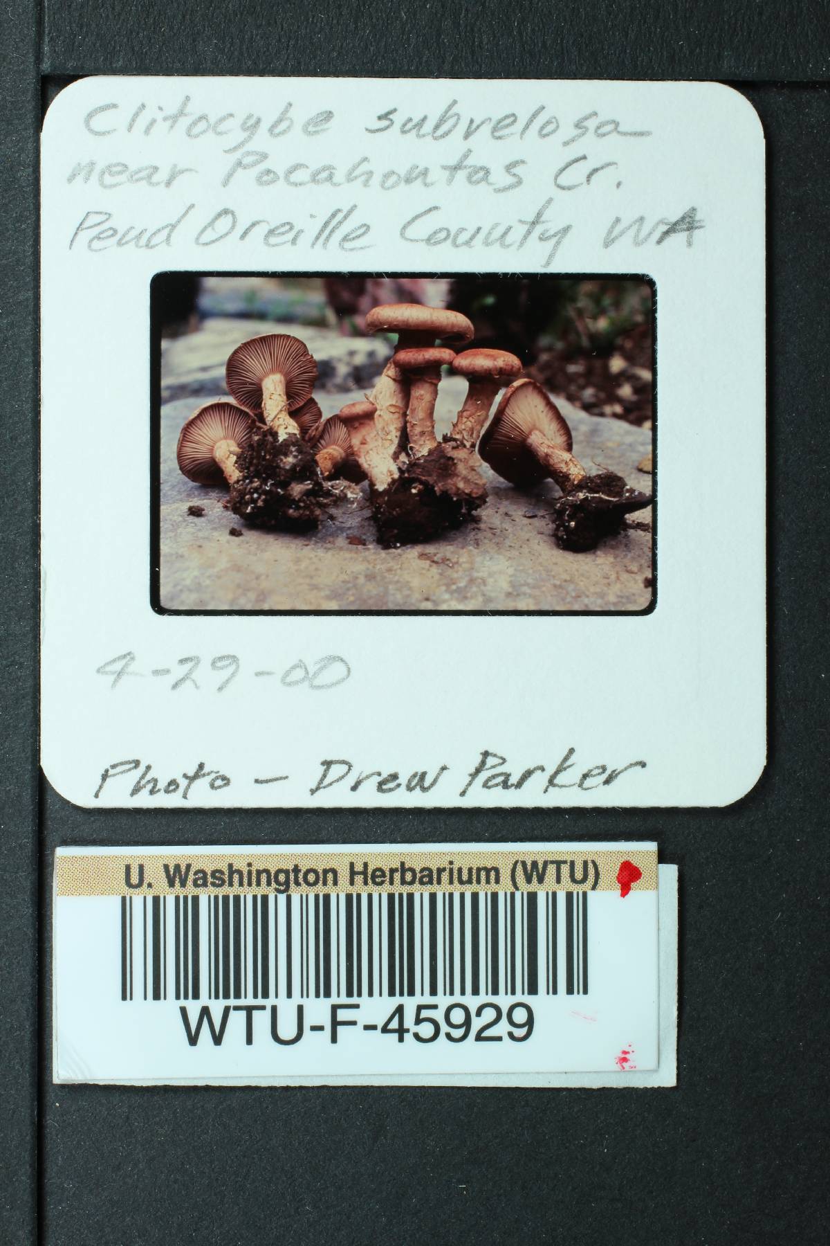 Cleistocybe vernalis image