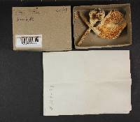 Amanita verna image