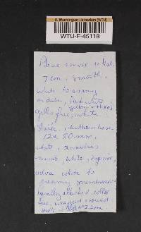 Amanita virosa image