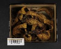 Boletus luridus image