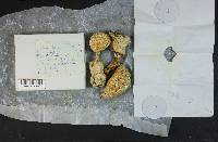 Amanita virosa image