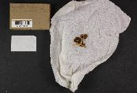 Agrocybe retigera image