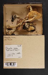 Amanita virosa image