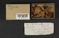 Boletus chrysenteron image