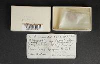 Boletus chrysenteron image