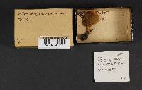 Boletus chrysenteron image