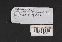 Amanita virosa image