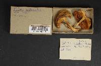 Boletus subtomentosus image