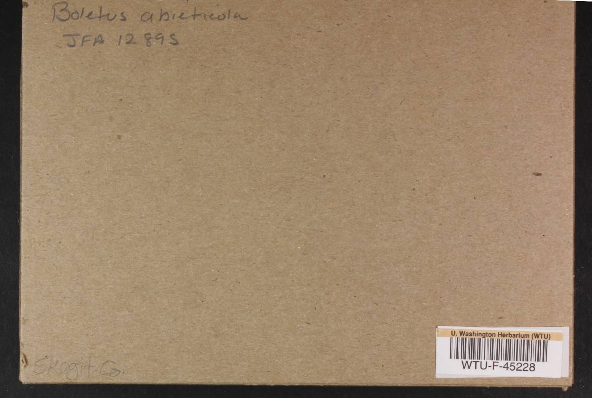 Boletus abieticola image