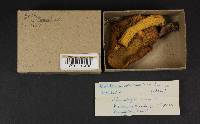 Boletus subtomentosus image