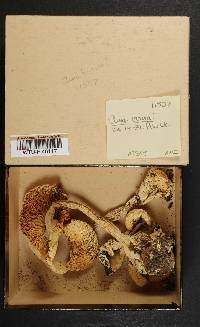 Amanita virosa image