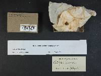 Clitopilus prunulus image