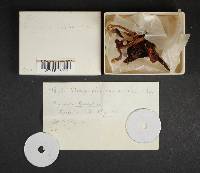 Chroogomphus vinicolor image