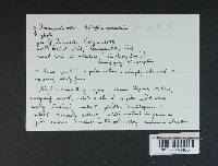 Rhodocollybia maculata image