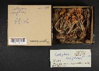 Gymnopus confluens image