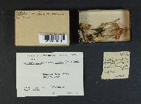 Rhodocollybia maculata image