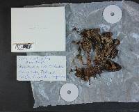 Cortinarius armillatus image