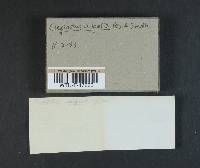 Crepidotus vulgaris image