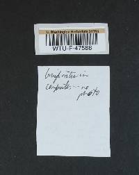 Image Associated With the Occurrence