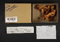 Cortinarius renidens image