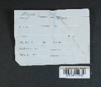 Cortinarius armillatus image