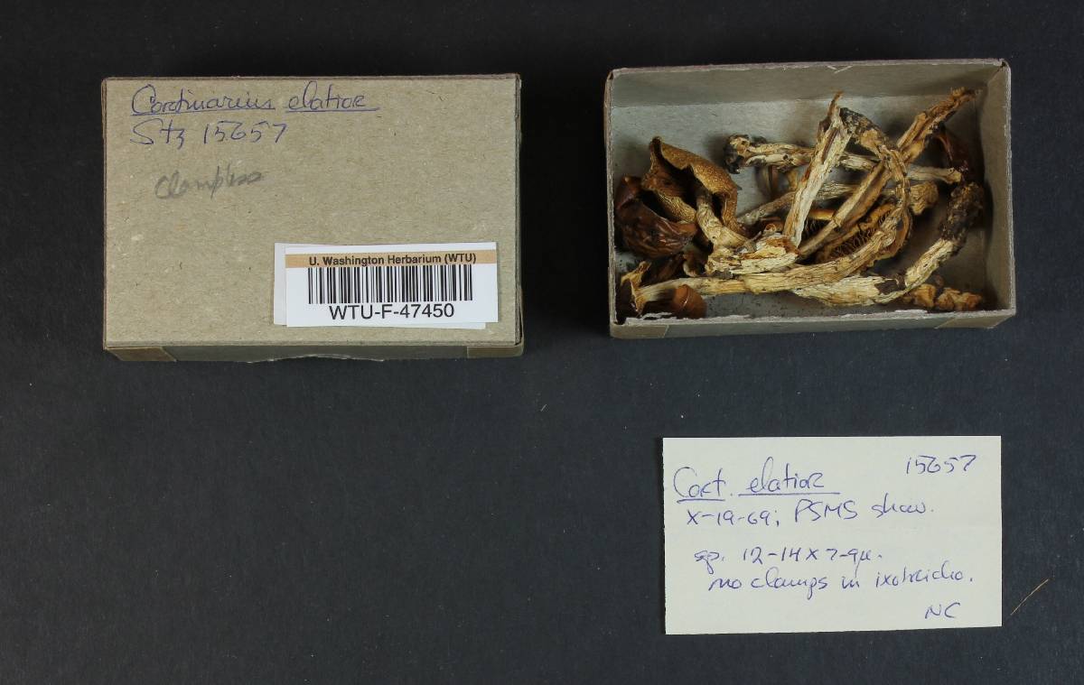 Cortinarius elatior image