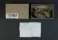 Cortinarius mutabilis image