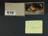 Cortinarius vanduzerensis image