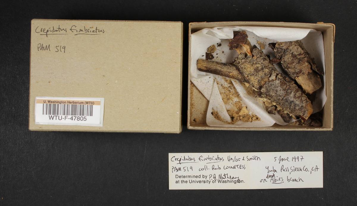 Crepidotus fimbriatus image