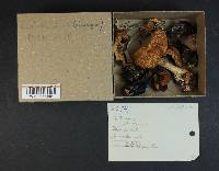 Cortinarius glaucopus image