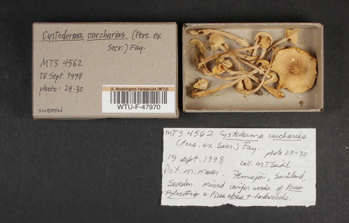 Cystoderma carcharias image