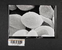 Crepidotus milleri image