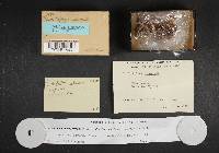 Entoloma rhodopolium image