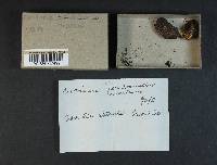 Cortinarius montanus image