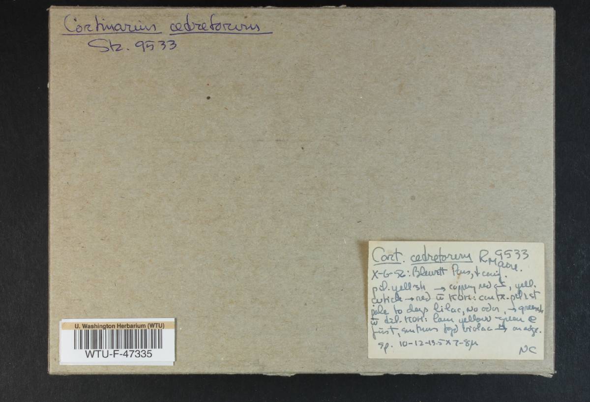 Cortinarius cedretorum image