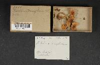 Hebeloma mesophaeum image