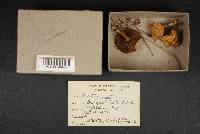 Gyroporus castaneus image