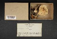 Hebeloma crustuliniforme image