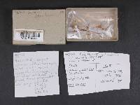 Galerina vittiformis image