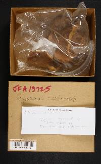 Gyroporus castaneus image