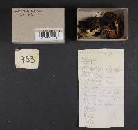 Gomphidius glutinosus image