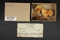Hebeloma crustuliniforme image
